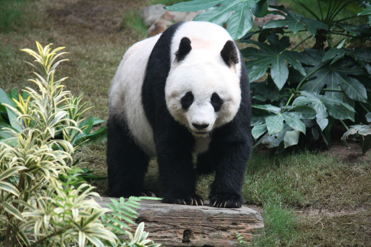 O novo relógio Panda da Seiko: quando o Panda Dial se tornou um panda